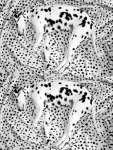 Spots.jpg