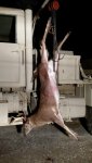 dead-deer-1.jpg