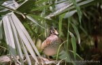 woodduck09_male_inforest_992.jpg