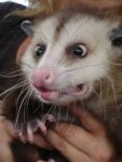 Possum-Confused.jpg