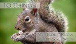squirrel-facts.jpg