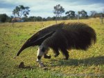 anteater_198.jpg