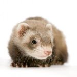 ferret.jpg