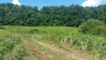 Option two looking toward creek and downrange from option one firing position.jpg