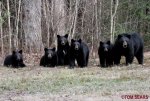 Bear Family -2.jpg