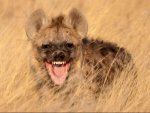 hyena.jpg