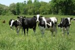 dairy-cows-in-field.jpg
