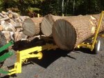 poplar logs M200.jpg