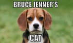 jenner's cat.jpg