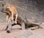 lazy-lion_1619688i.jpg