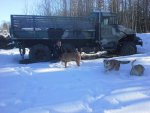 cel farm goose 014.jpg