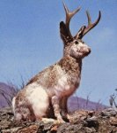 JACKALOPE.jpg