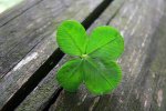 four_leaf_clover_001.jpg