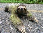sloth.jpg
