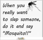 mosquito.jpg