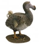 dodo bird I.jpg