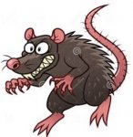 rat (1).jpg