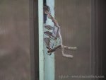 window_latch_typical_039_158.jpg