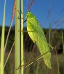 220px-Scudderia_katydids.jpg