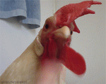 chicken flap.gif