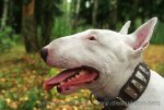 bullterrier_153.jpg