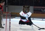 Bear hockey 1.jpg