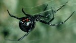 Black Widow.jpg