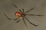 BrownWidow.jpg