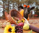 Thanksgiving Goat image2.jpg