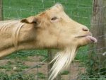 Goat Tongue.jpg