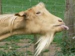 Goat Tongue.jpg
