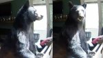 bear-plays-piano-1515172903-list-handheld-0.jpg