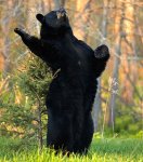 Lady bear singing.jpg