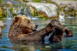 Bear Pedicure.jpg