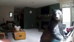bear__609480.jpg