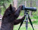 bear-camera.jpg