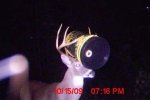 deer-with-barrel-on-head-51721oil run.jpg