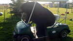 papabear-golf-cart-11215-reddit-ftre_1havig3sncv5o1kzcxjqiocr0i.png