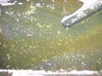 Transmission oil 2.jpg Transmission oil 2.jpg