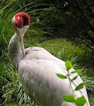 200px-Sarus_cranecropped.jpg