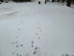 Snow 01-16-2022.jpg