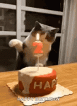 happy-birthday-cat.gif