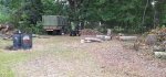 Oak Trees Cut 3.jpeg