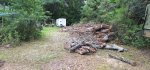 Oak Trees Cut 3b.jpeg