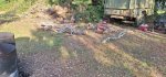 Oak Trees Cut 5a.jpeg