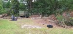 Oak Trees Cut 6.jpeg