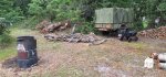 Oak Trees Cut 6a.jpeg