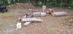 Oak Trees Cut 6b.jpeg