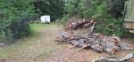 Oak Trees Cut 6c.jpeg