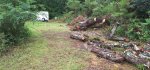 Oak Trees Cut 7b.jpeg